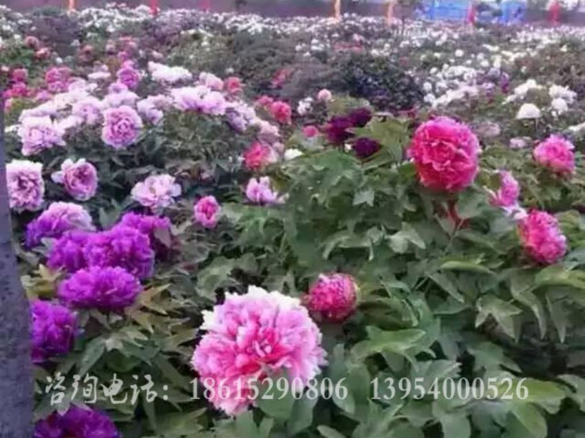点击查看详细信息<br>标题：牡丹基地 阅读次数：1498