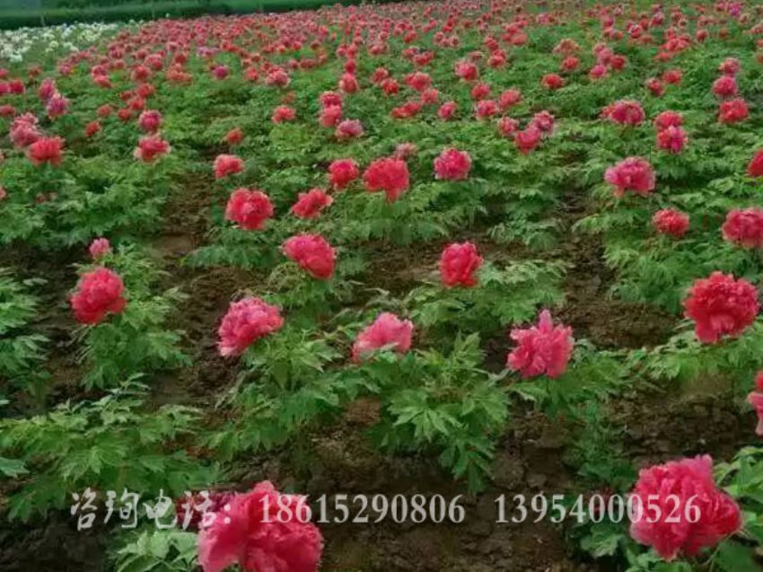点击查看详细信息<br>标题：牡丹基地 阅读次数：1432