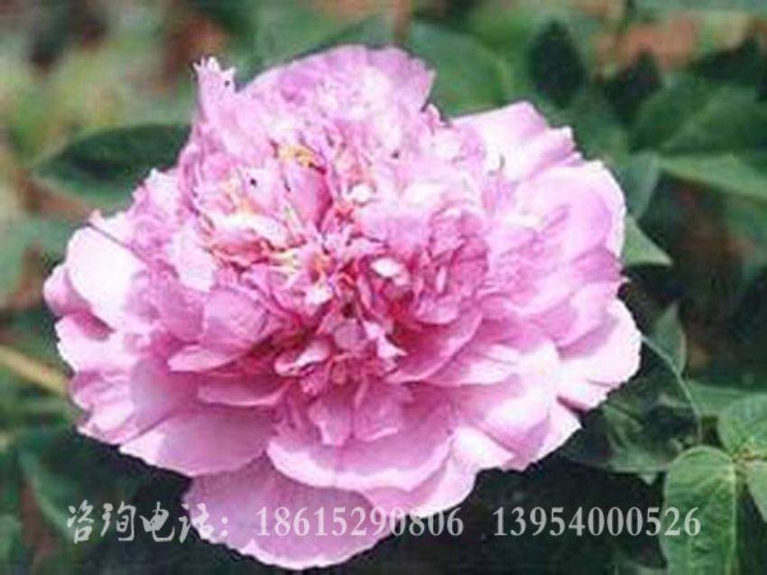 点击查看详细信息<br>标题：蓝田玉 阅读次数：1715