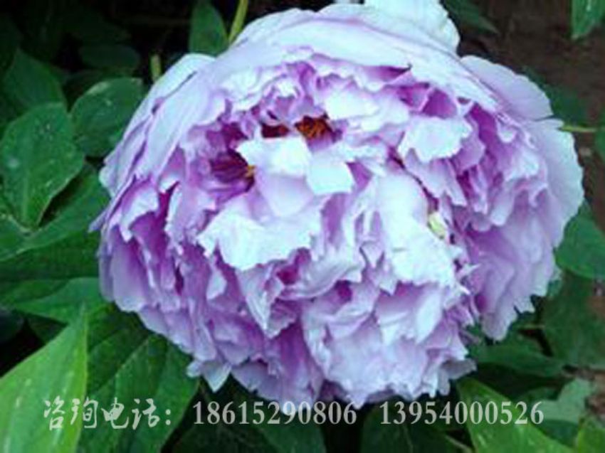 点击查看详细信息<br>标题：蓝芙蓉 阅读次数：1567