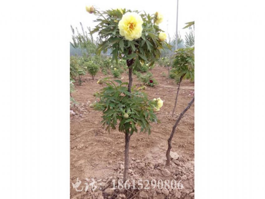 点击查看详细信息<br>标题：牡丹树 阅读次数：1628