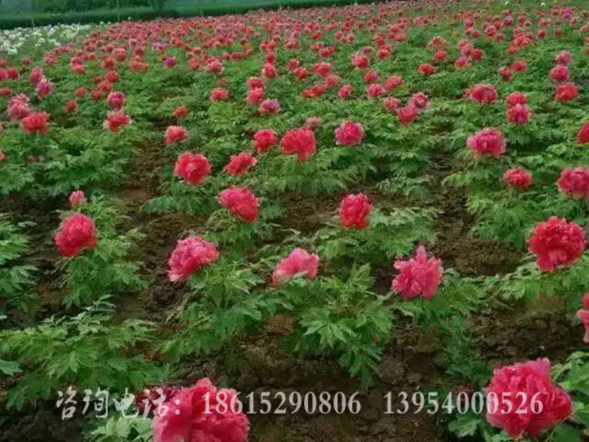 点击查看详细信息<br>标题：花王基地 阅读次数：1473