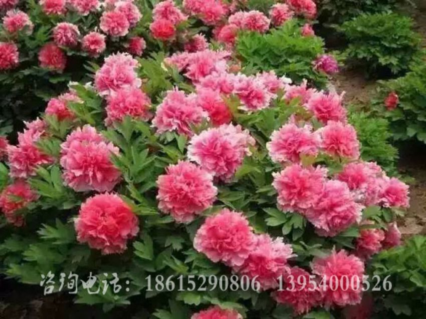 点击查看详细信息<br>标题：花王 阅读次数：1253