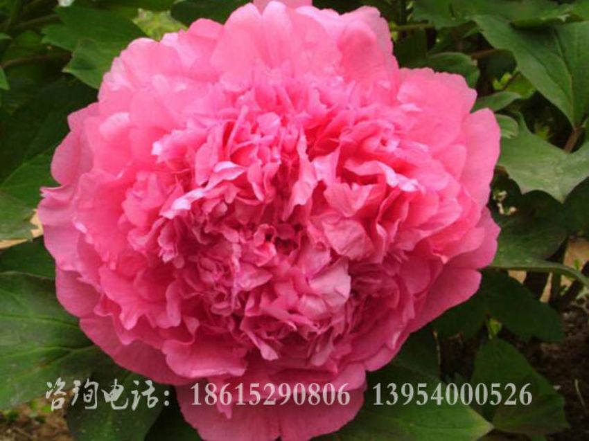 点击查看详细信息<br>标题：胡红 阅读次数：1543