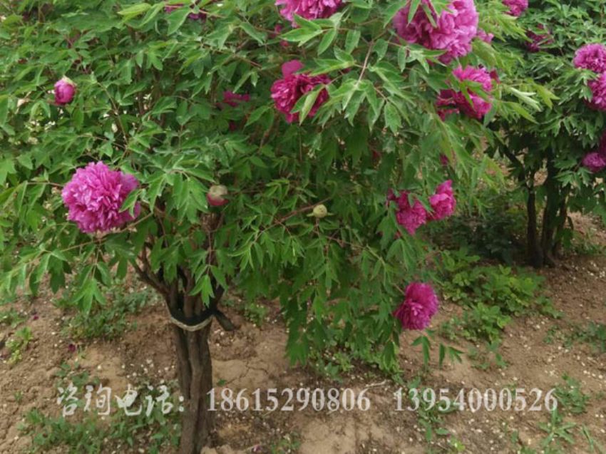 点击查看详细信息<br>标题：独杆牡丹 阅读次数：1499