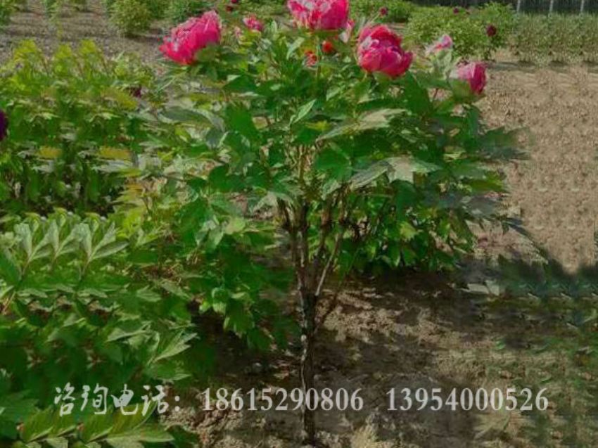 点击查看详细信息<br>标题：独杆牡丹 阅读次数：1464