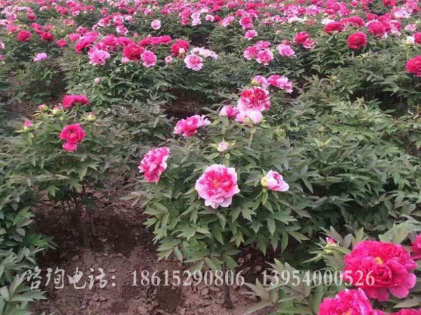 点击查看详细信息<br>标题：独杆牡丹 阅读次数：1479