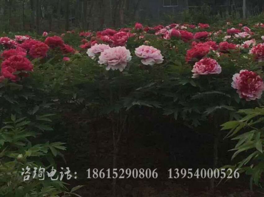 点击查看详细信息<br>标题：独杆牡丹 阅读次数：1428