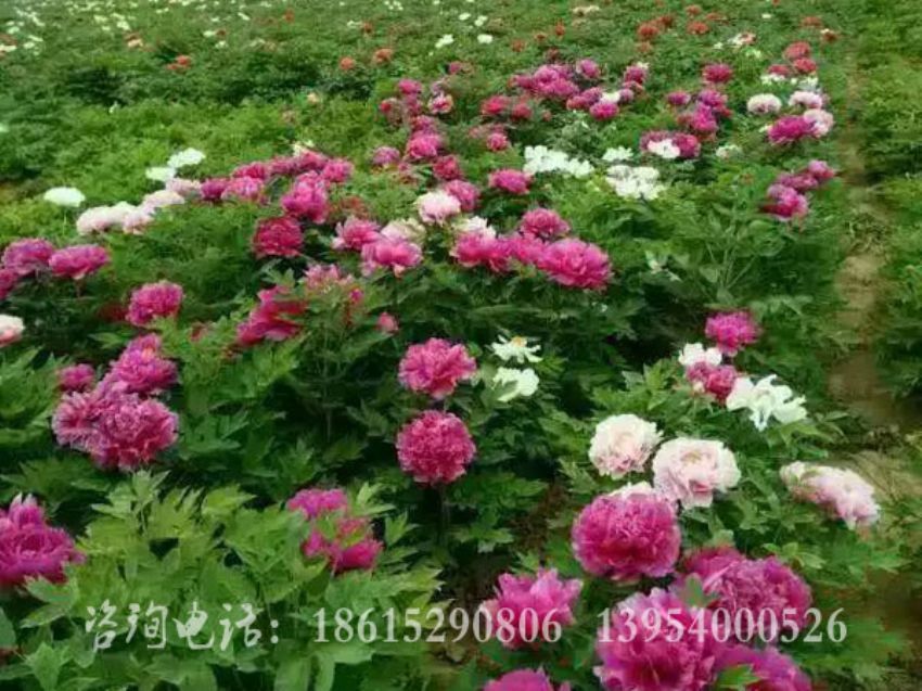 点击查看详细信息<br>标题：春红娇艳 阅读次数：1774