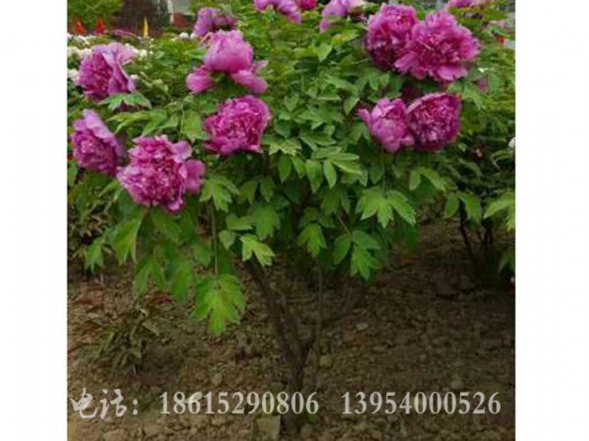 点击查看详细信息<br>标题：独杆牡丹 阅读次数：1668