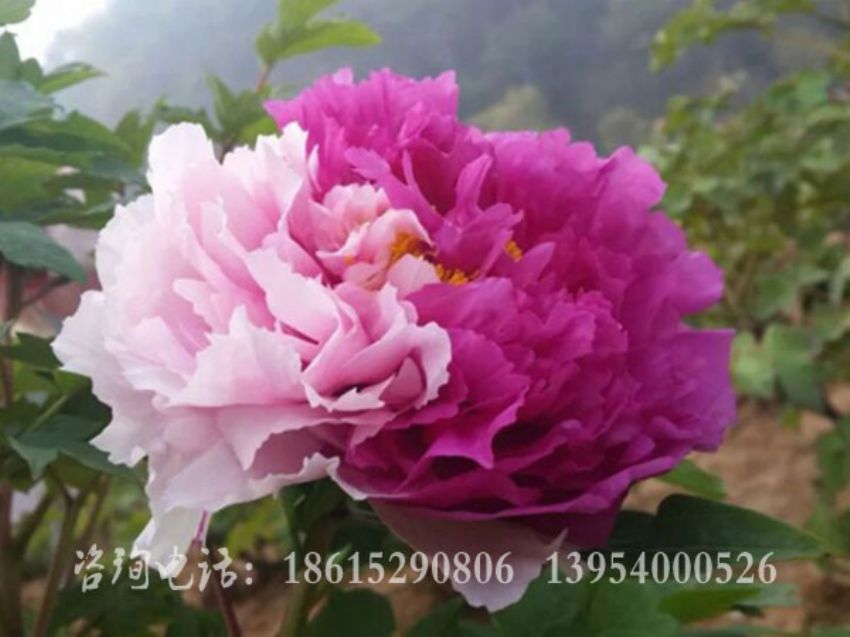 点击查看详细信息<br>标题：花二乔 阅读次数：2073