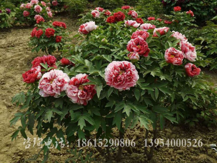 点击查看详细信息<br>标题：复色牡丹 阅读次数：1794