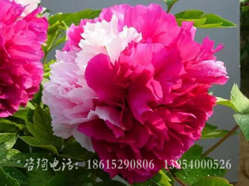 点击查看详细信息<br>标题：二乔献彩 阅读次数：1765