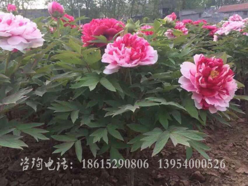 点击查看详细信息 br>标题:岛锦 阅读次数:258