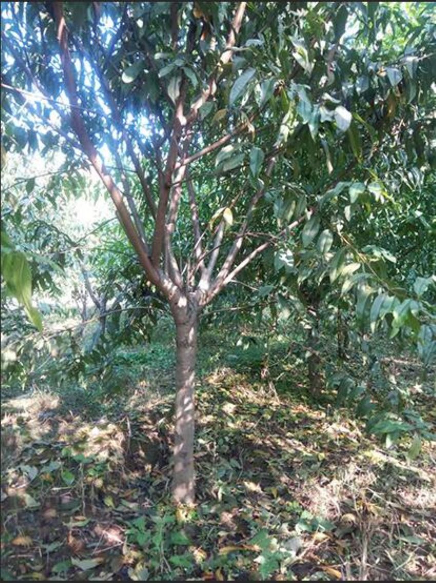 点击查看详细信息<br>标题：碧桃 阅读次数：1058