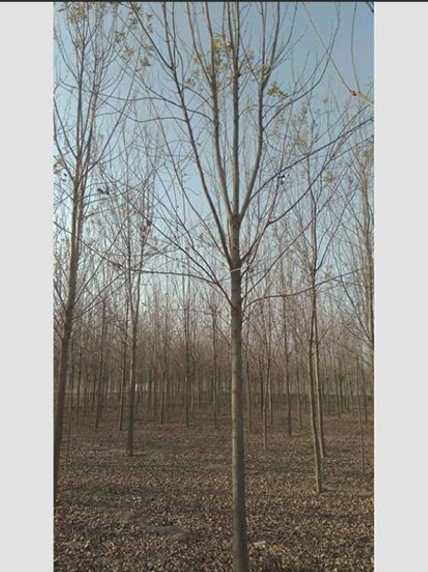 点击查看详细信息<br>标题：白蜡 阅读次数：1295