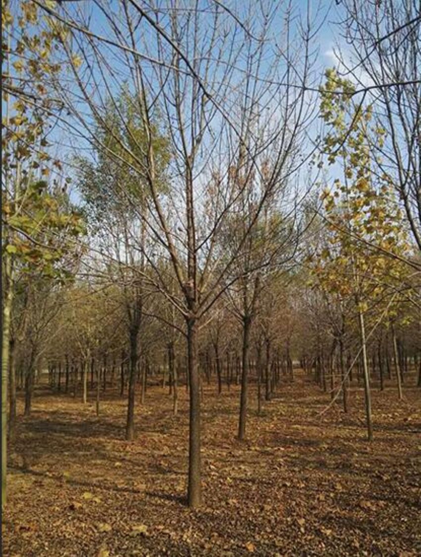 点击查看详细信息<br>标题：白蜡 阅读次数：1396