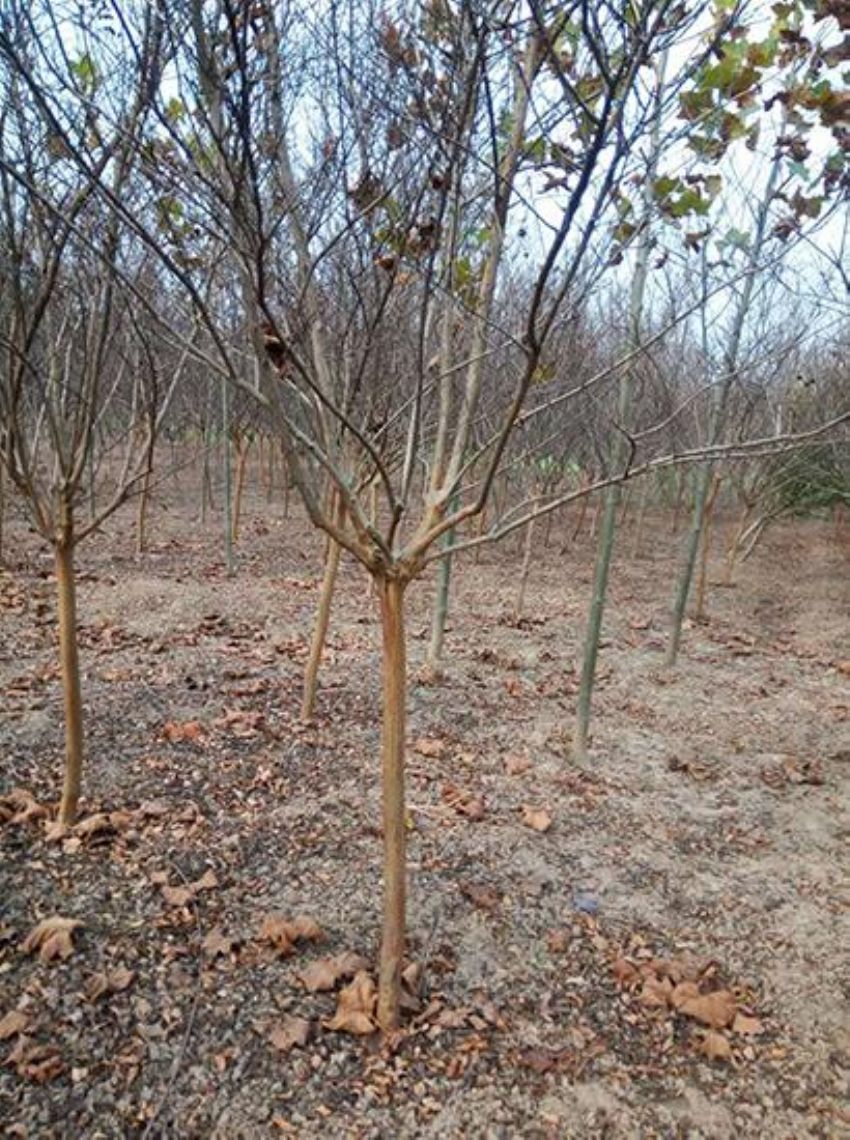 点击查看详细信息<br>标题：百日红 阅读次数：1445