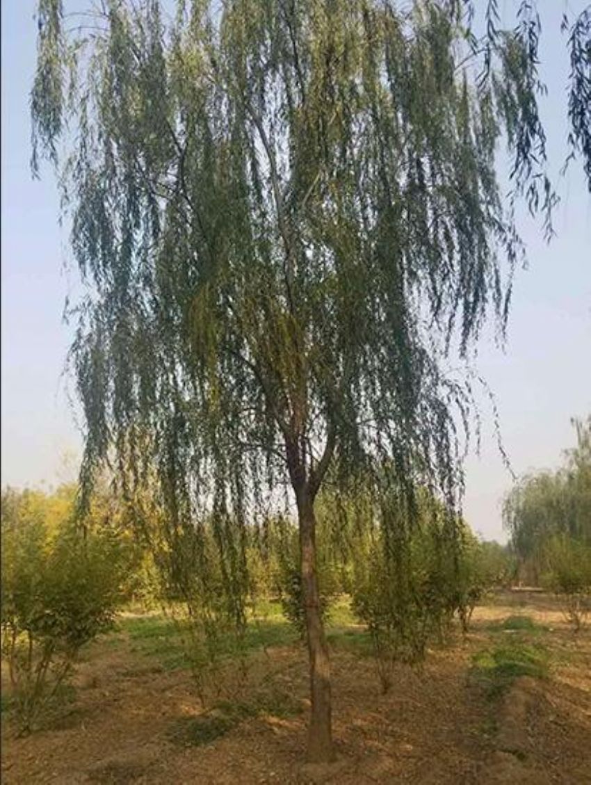 点击查看详细信息<br>标题：垂柳 阅读次数：1361