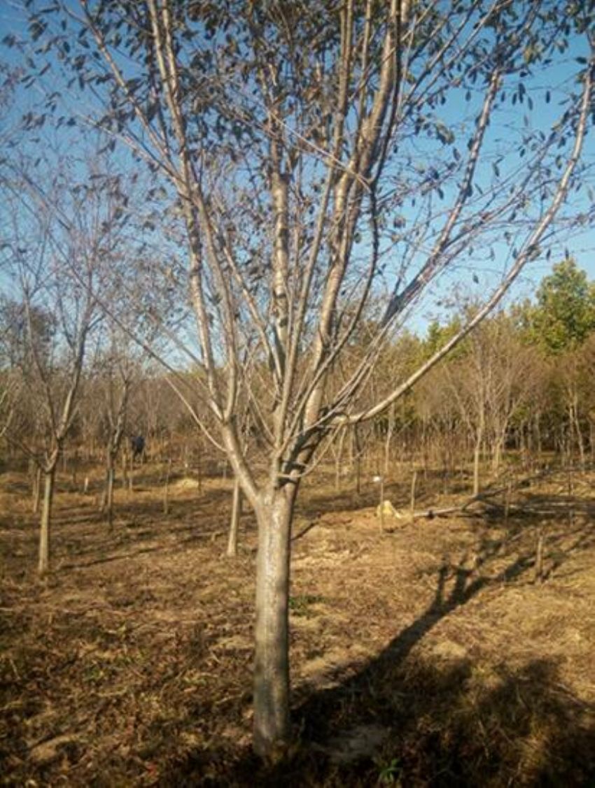 点击查看详细信息<br>标题：樱花 阅读次数：1065