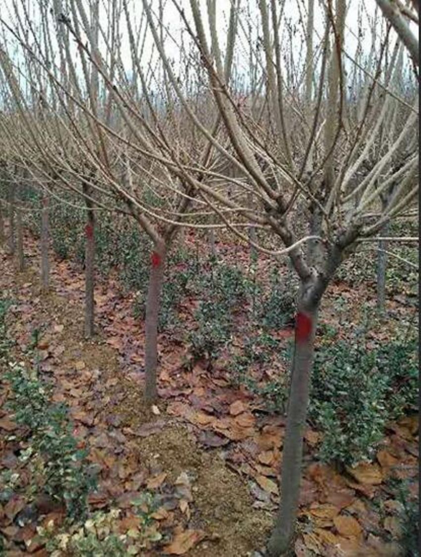 点击查看详细信息<br>标题：樱花 阅读次数：1055
