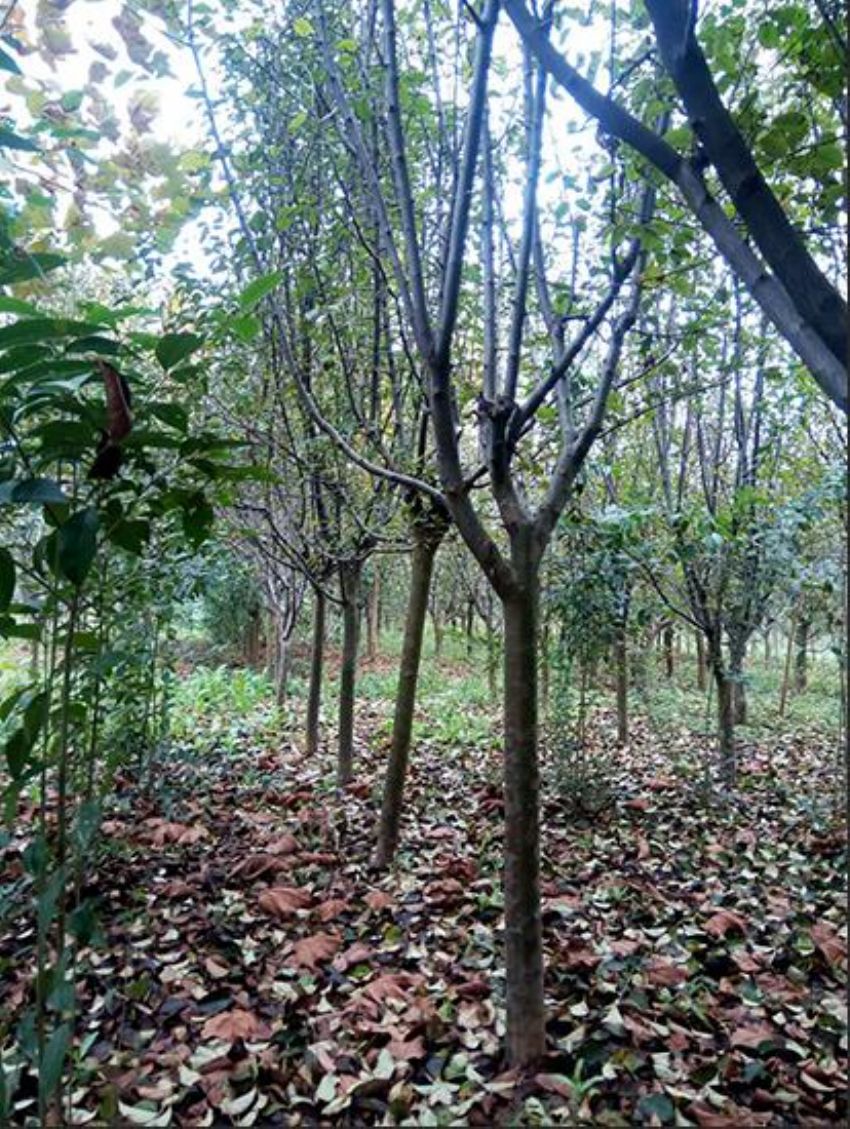 点击查看详细信息<br>标题：樱花 阅读次数：1532