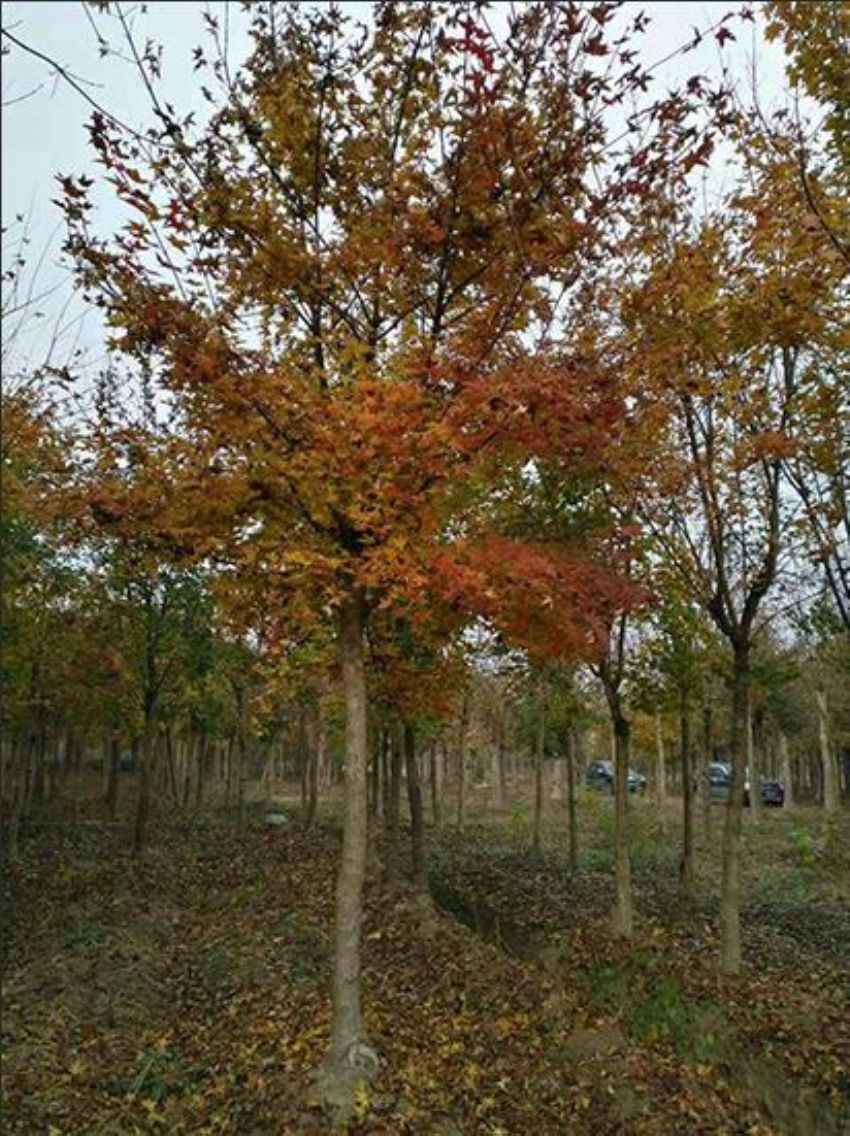 点击查看详细信息<br>标题：五角枫 阅读次数：1027