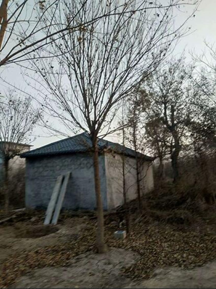 点击查看详细信息<br>标题：五角枫 阅读次数：1063