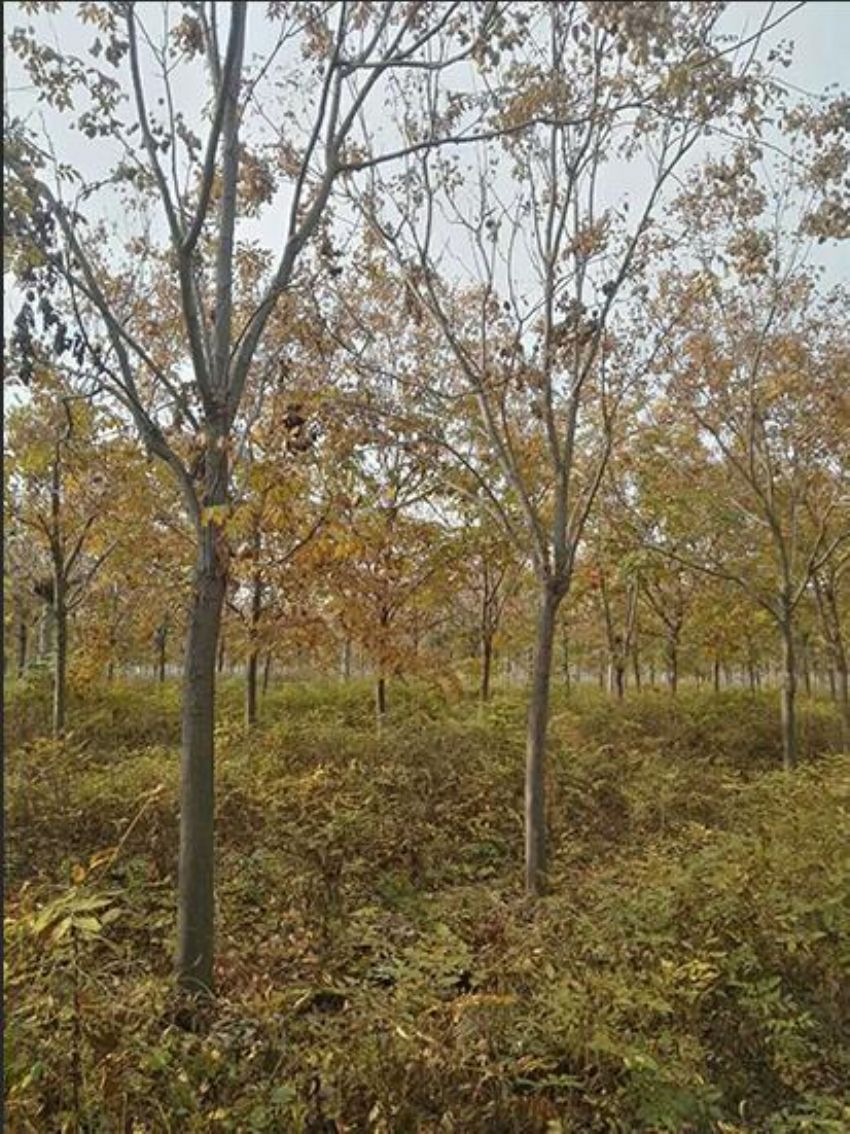 点击查看详细信息<br>标题：栾树 阅读次数：1448