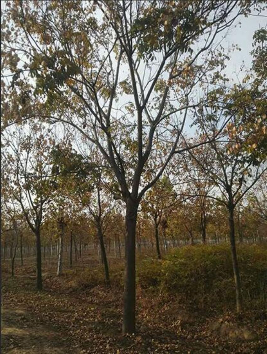 点击查看详细信息<br>标题：栾树 阅读次数：1432