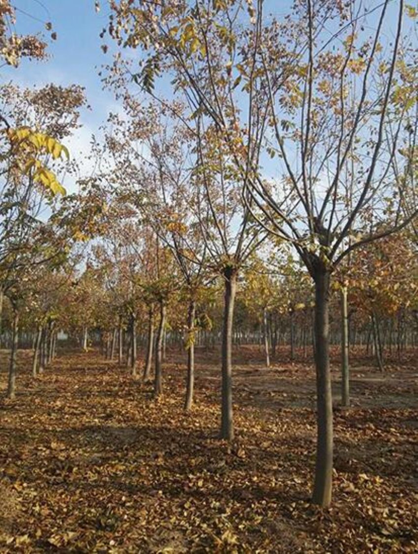 点击查看详细信息<br>标题：栾树 阅读次数：1306