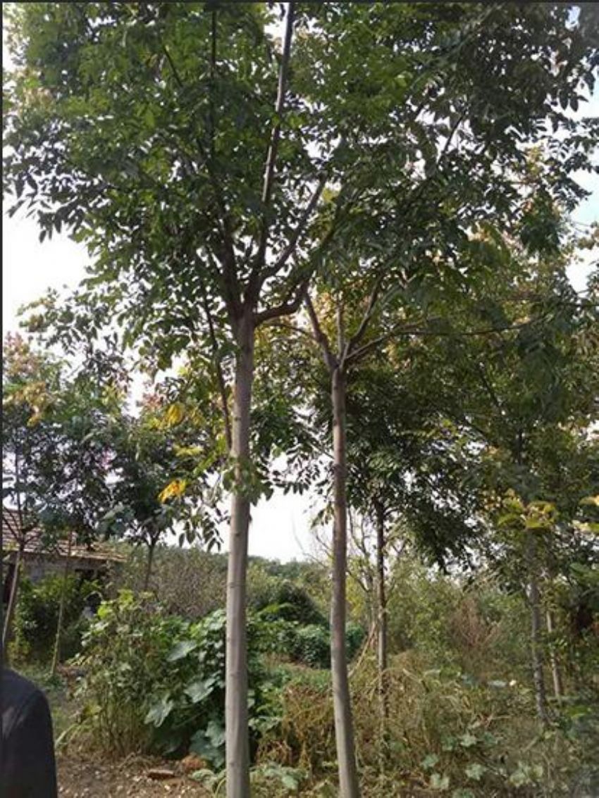 点击查看详细信息<br>标题：栾树 阅读次数：1446