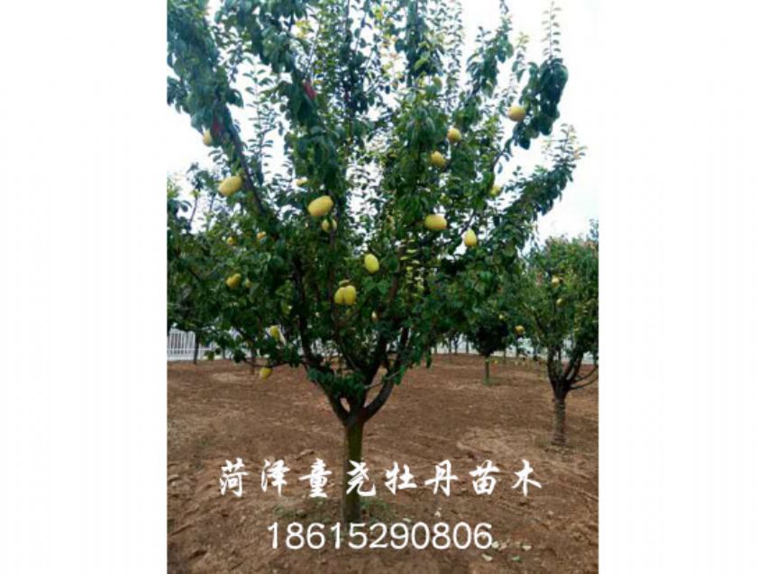 点击查看详细信息<br>标题：木瓜树 阅读次数：1352