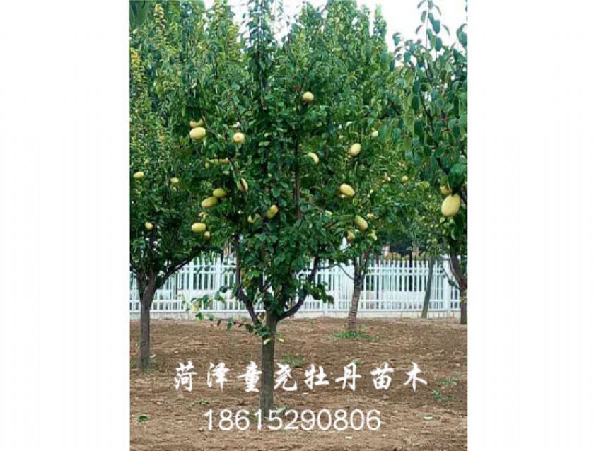 点击查看详细信息<br>标题：木瓜树 阅读次数：1663