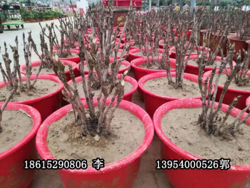 点击查看详细信息<br>标题：盆栽催花牡丹 阅读次数：1171