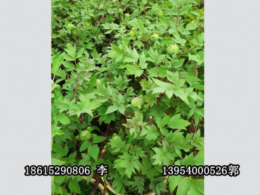 点击查看详细信息<br>标题：盆栽催花牡丹 阅读次数：1262