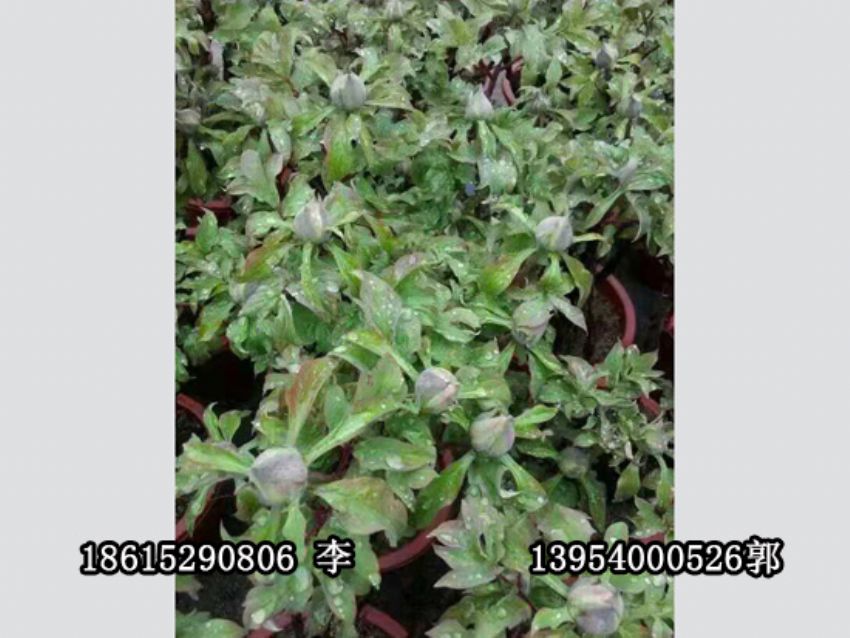 点击查看详细信息<br>标题：盆栽催花牡丹 阅读次数：1024
