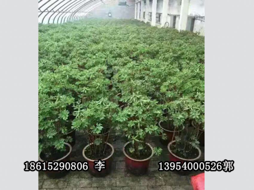 点击查看详细信息<br>标题：盆栽催花牡丹 阅读次数：997