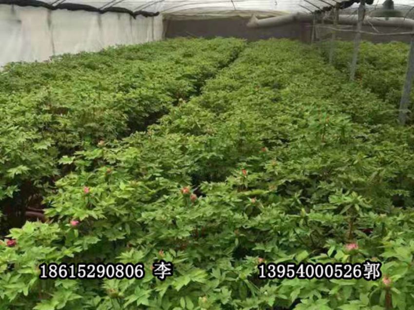 点击查看详细信息<br>标题：盆栽催花牡丹 阅读次数：1187