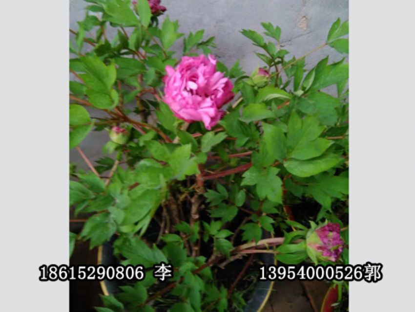 点击查看详细信息<br>标题：盆栽催花牡丹 阅读次数：1258
