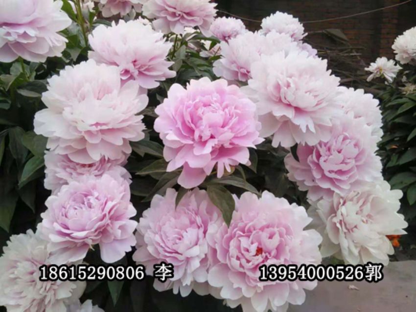 点击查看详细信息<br>标题：盆栽催花牡丹 阅读次数：1269