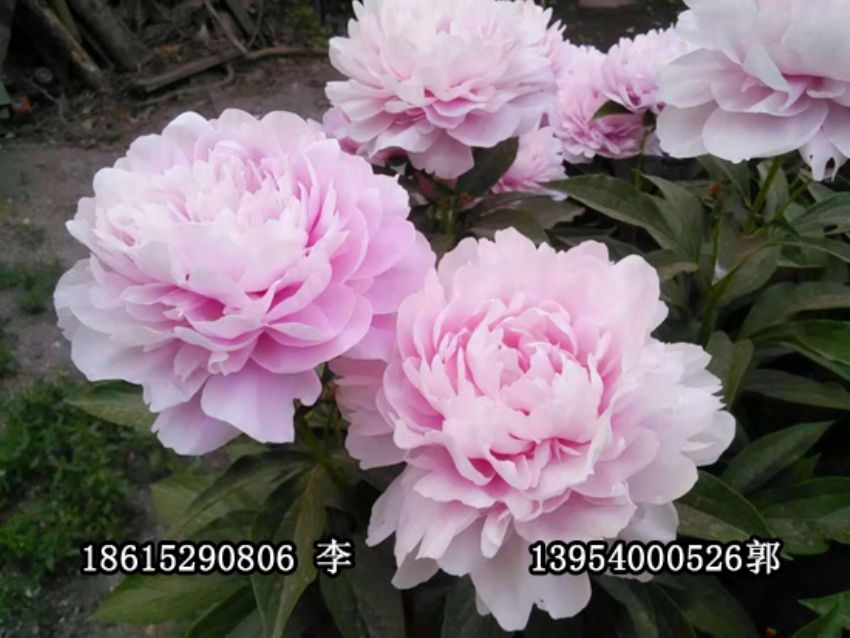 点击查看详细信息<br>标题：盆栽催花牡丹 阅读次数：1236