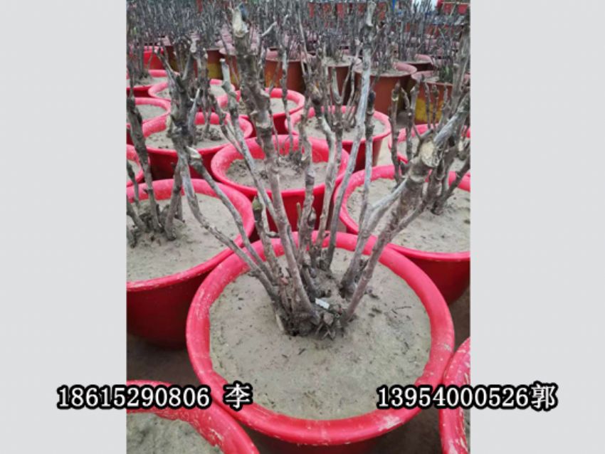 点击查看详细信息<br>标题：盆栽催花牡丹 阅读次数：1323
