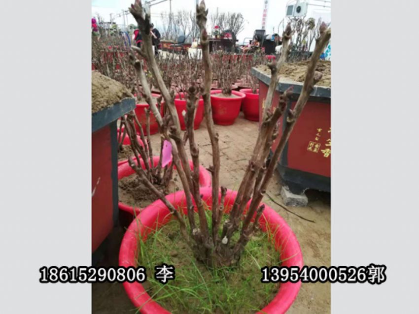 点击查看详细信息<br>标题：盆栽催花牡丹 阅读次数：1249