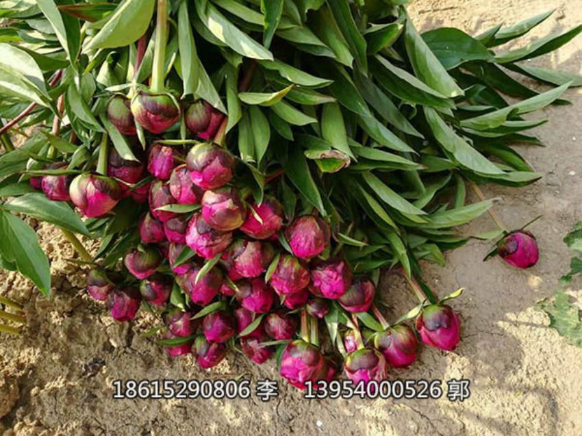 点击查看详细信息<br>标题：芍药鲜切花 阅读次数：1431
