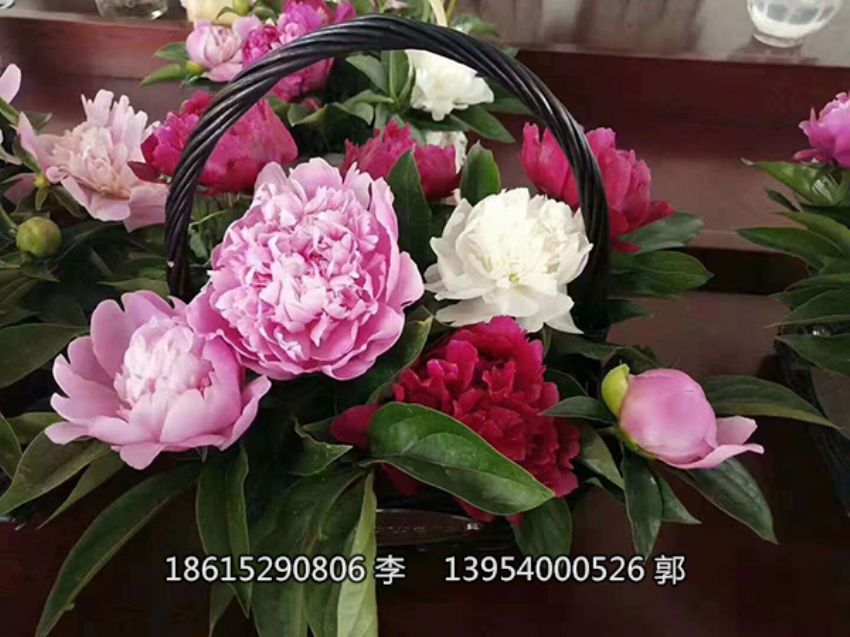 点击查看详细信息<br>标题：芍药鲜切花 阅读次数：1371