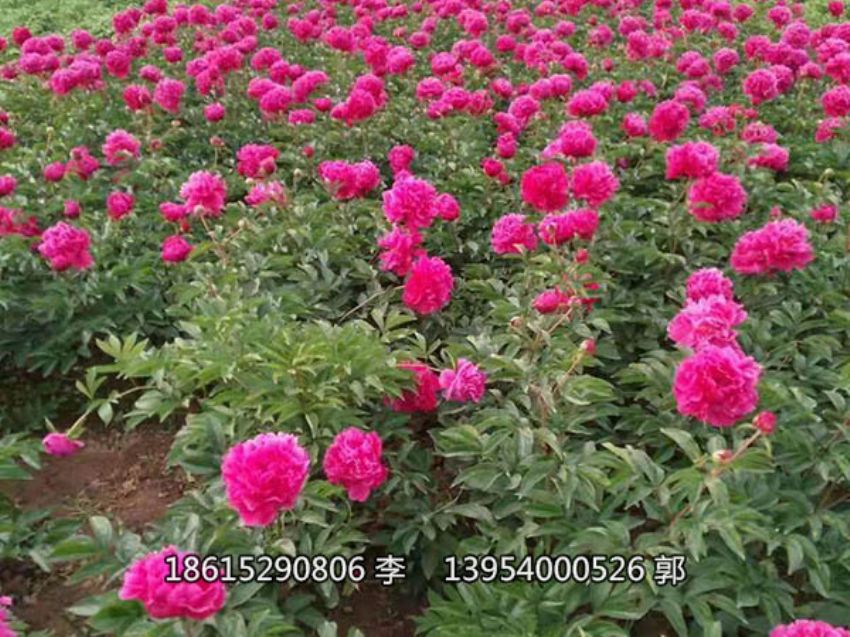 点击查看详细信息<br>标题：芍药鲜切花 阅读次数：1260