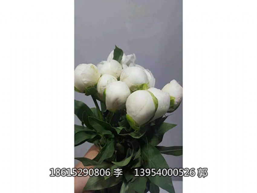 点击查看详细信息<br>标题：芍药鲜切花 阅读次数：912
