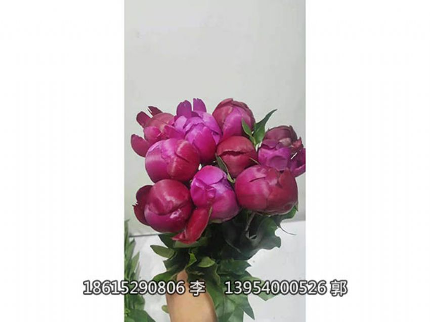 点击查看详细信息<br>标题：芍药鲜切花 阅读次数：871