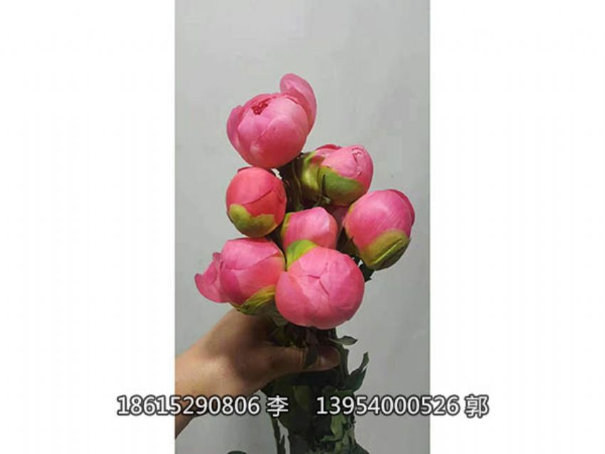点击查看详细信息<br>标题：芍药鲜切花 阅读次数：940